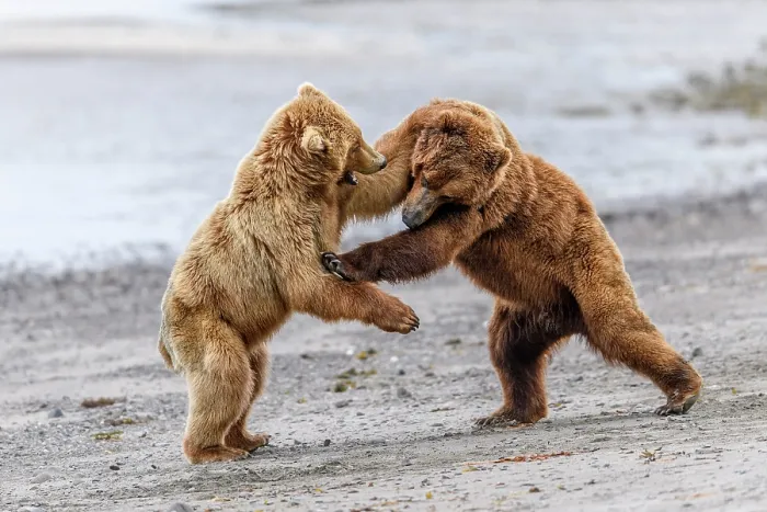 Framed Print : Two Brown bear (Ursus arctos) sub-adults play-fighting on beach, Katmai National Park, Alaska, USA. June Framed Print : Two Brown bear (Ursus arctos) sub-adults play-fighting on beach, Katmai National Park, Alaska, USA. June