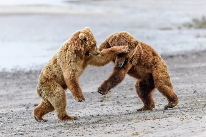 Framed Print : Two Brown bear (Ursus arctos) sub-adults play-fighting on beach, Katmai National Park, Alaska, USA. June Framed Print : Two Brown bear (Ursus arctos) sub-adults play-fighting on beach, Katmai National Park, Alaska, USA. June