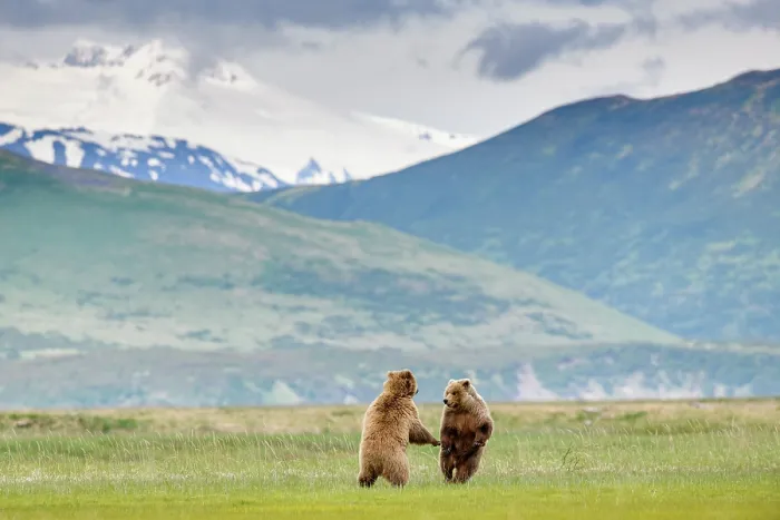 Framed Print : Two Brown bear (Ursus arctos) sub-adults play-fighting with mountains in background, Katmai National Park, Alaska, USA. June Framed Print : Two Brown bear (Ursus arctos) sub-adults play-fighting with mountains in background, Katmai National Park, Alaska, USA. June