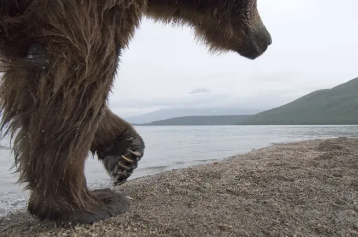 Framed Print : Brown bear (Ursus arctos) walking beside lake, Kamchatka, Far east Russia, August Framed Print : Brown bear (Ursus arctos) walking beside lake, Kamchatka, Far east Russia, August