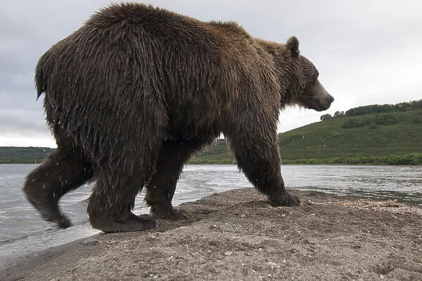 Brown bear (Ursus arctos) walking beside lake, Kamchatka, Far east Russia, August