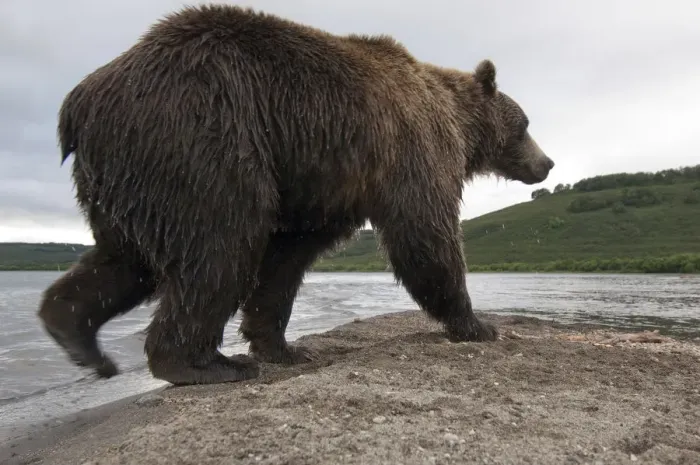 Framed Print : Brown bear (Ursus arctos) walking beside lake, Kamchatka, Far east Russia, August