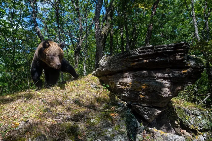 Framed Print : Brown bear (Ursus arctos) walking across rock in forest, Land of the Leopard National Park, Russian Far East. Taken with remote camera. September Framed Print : Brown bear (Ursus arctos) walking across rock in forest, Land of the Leopard National Park, Russian Far East. Taken with remote camera. September
