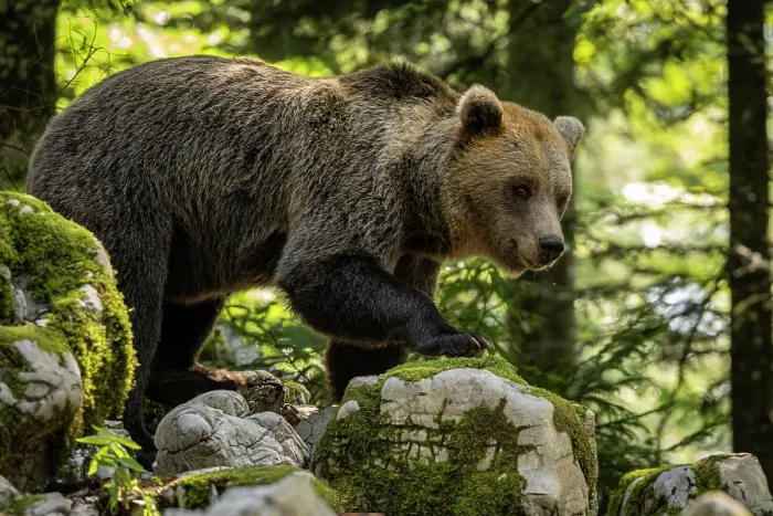 Framed Print : Brown bear (Ursus arctos) walking over rocks in the forests of the Notranjska and Kocevska regions Framed Print : Brown bear (Ursus arctos) walking over rocks in the forests of the Notranjska and Kocevska regions