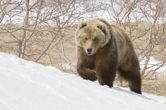 Framed Print : Brown bear (Ursus arctos) walking over snow, Kamchatka, Far east Russia, May Framed Print : Brown bear (Ursus arctos) walking over snow, Kamchatka, Far east Russia, May
