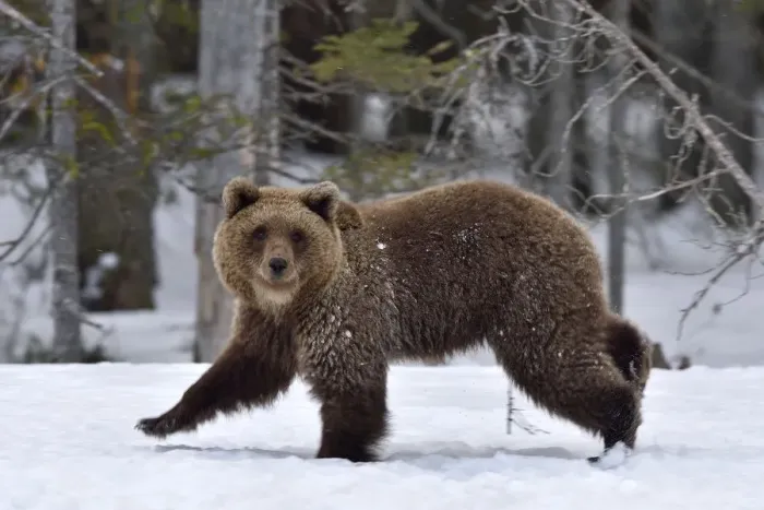 Framed Print : Brown bear (Ursus arctos) walking in snow at edge of forest. Finland. May