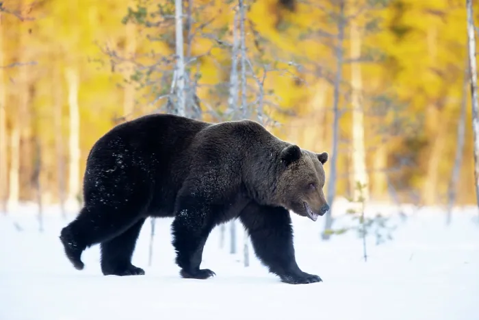 Framed Print : Brown bear (Ursus arctos) walking in the snow in woodland, Finland. April Framed Print : Brown bear (Ursus arctos) walking in the snow in woodland, Finland. April