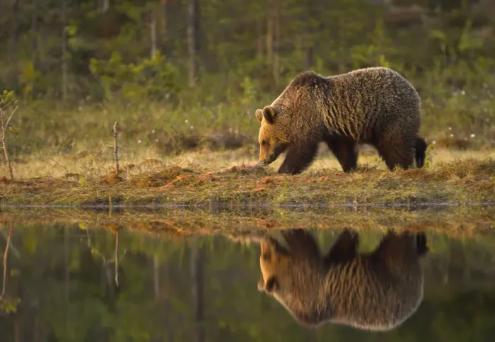 Framed Print : Brown Bear (Ursus arctos) by water, reflected. Finland, Europe, June Framed Print : Brown Bear (Ursus arctos) by water, reflected. Finland, Europe, June