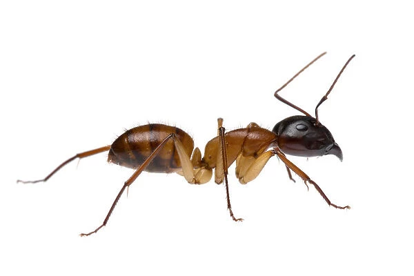 Brown bearded sugar ant (Camponotus terebrans) William Bay National Park, Western Australia