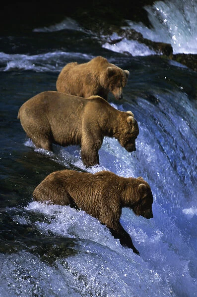 Brown bears {Urson arctos} fishing for salmon Katmai NP, Alaska