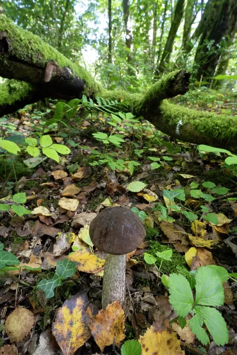 Framed Print : Brown birch bolete (Leccinum scabrum) mushroom on woodland floor, Sussex, England, UK. September Framed Print : Brown birch bolete (Leccinum scabrum) mushroom on woodland floor, Sussex, England, UK. September