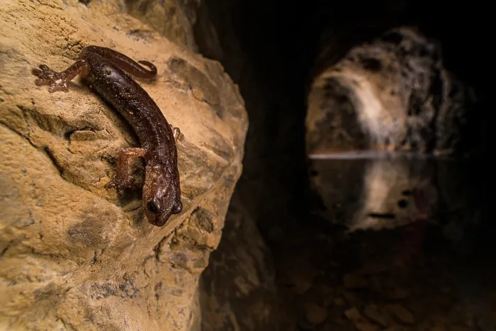 Framed Print : Brown cave salamander (Speleomantes genei) resting on rock and looking down into water in cave, Sardinia, Italy Framed Print : Brown cave salamander (Speleomantes genei) resting on rock and looking down into water in cave, Sardinia, Italy