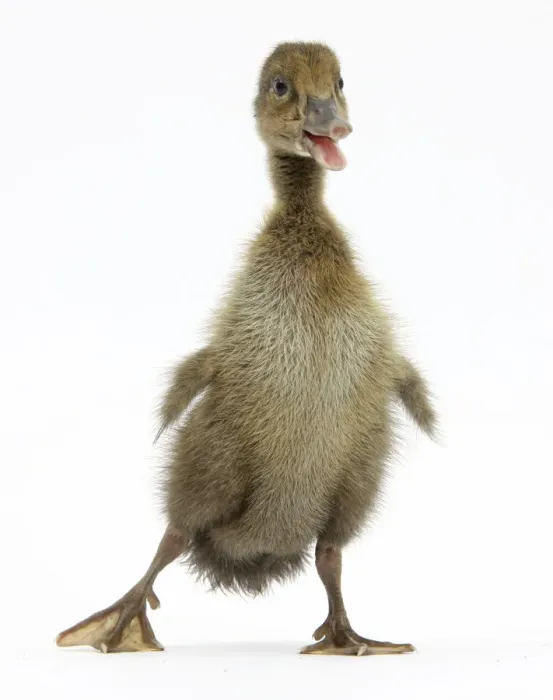 Framed Print : Brown Duckling cheeping, against white background Framed Print : Brown Duckling cheeping, against white background