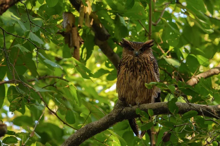 Framed Print : Brown fish owl (Ketupa zeylonensis) perched in a tree, Jim Corbett National Park, Uttarakhand, India