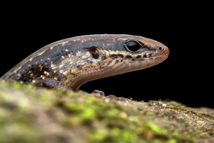 Framed Print : Brown forest skink (Scincella cherriei) peeking over a branch on the rainforest floor at night, Osa Peninsula, Costa Rica Framed Print : Brown forest skink (Scincella cherriei) peeking over a branch on the rainforest floor at night, Osa Peninsula, Costa Rica