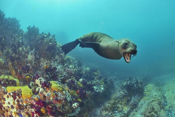 Brown fur seal  /  Cape fur seal (Arctocephalus pusillus), Western Cape, South Africa