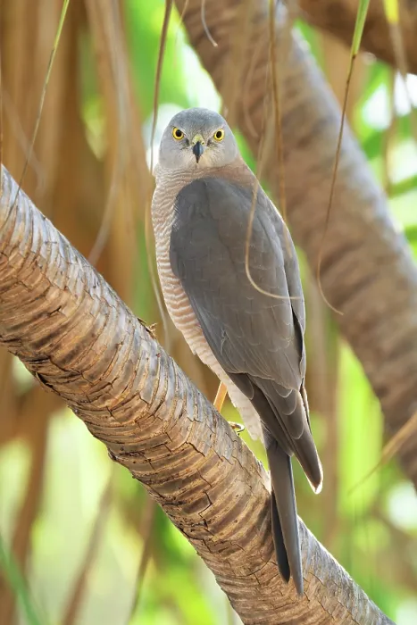 Framed Print : Brown goshawk (Accipiter fasciatus didimus) northern sub-species male, perched on branch, Adelaide River Hills, Northern Territory, Australia Framed Print : Brown goshawk (Accipiter fasciatus didimus) northern sub-species male, perched on branch, Adelaide River Hills, Northern Territory, Australia