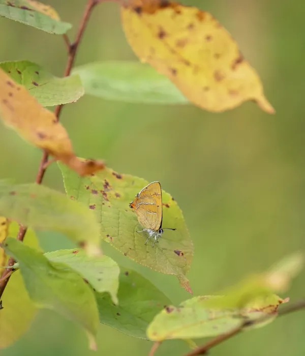 Framed Print : Brown hairstreak butterfly (Thecla betulae) resting on a leaf camouflaged amongst autumn foliage, Finland. August Framed Print : Brown hairstreak butterfly (Thecla betulae) resting on a leaf camouflaged amongst autumn foliage, Finland. August