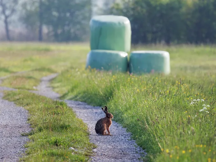 Framed Print : Brown hare (Lepus capensis) sitting on farm track, Upper Bavaria, Germany. May Framed Print : Brown hare (Lepus capensis) sitting on farm track, Upper Bavaria, Germany. May