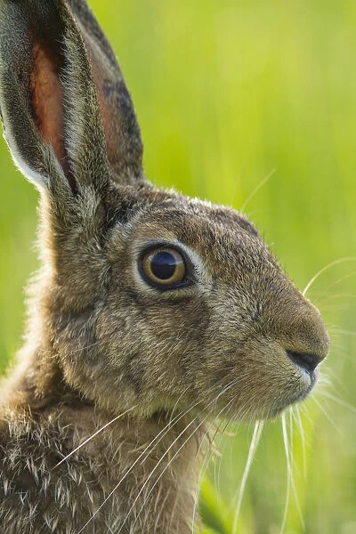 Brown hare (Lepus europaeus) adult in arable field, Scotland, August