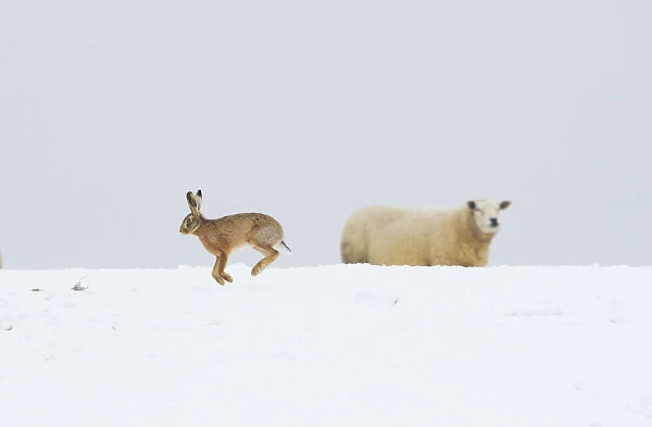 Brown hare (Lepus europaeus) adult bounding across a snow covered field in front of a nearby sheep