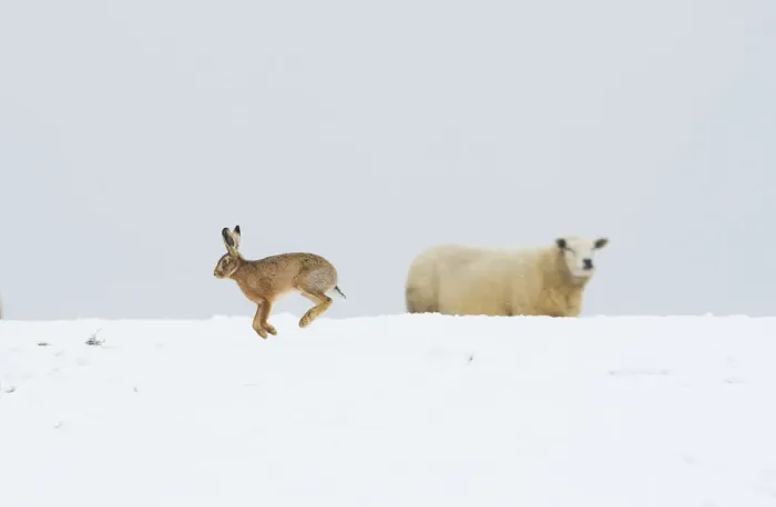 Framed Print : Brown hare (Lepus europaeus) adult bounding across a snow covered field in front of a nearby sheep Framed Print : Brown hare (Lepus europaeus) adult bounding across a snow covered field in front of a nearby sheep