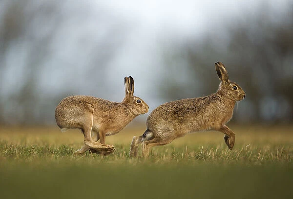 Brown hare (Lepus europaeus) adult male pursuing female, Derbyshire, UK, February