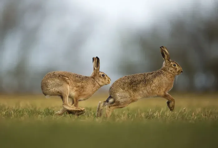 Framed Print : Brown hare (Lepus europaeus) adult male pursuing female, Derbyshire, UK, February Framed Print : Brown hare (Lepus europaeus) adult male pursuing female, Derbyshire, UK, February
