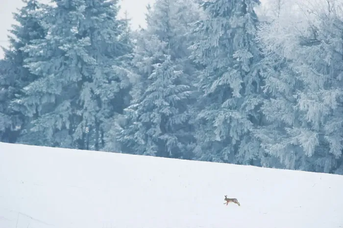 Framed Print : Brown hare (Lepus europaeus) adult running in wintery landscape. Derbyshire, UK, January Framed Print : Brown hare (Lepus europaeus) adult running in wintery landscape. Derbyshire, UK, January
