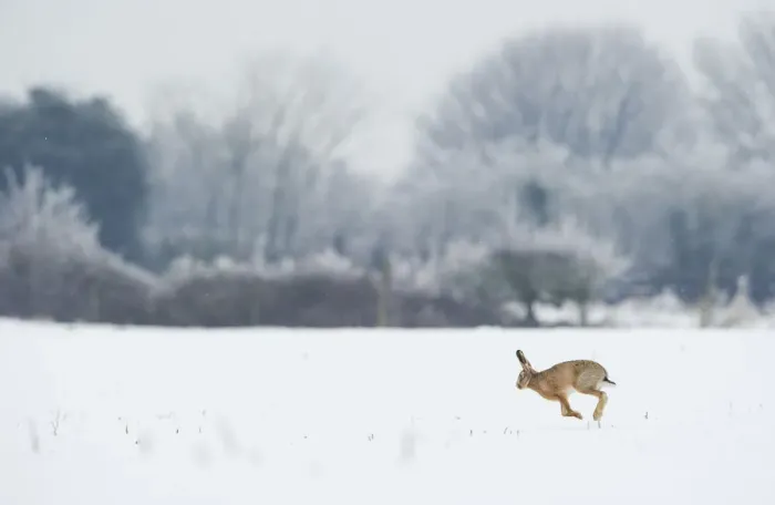 Framed Print : Brown hare (Lepus europaeus) adult running in wintery landscape. Derbyshire, UK, January