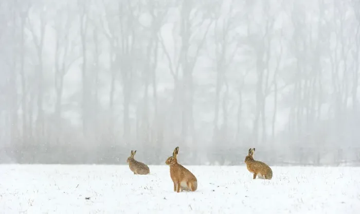 Framed Print : Brown hare (Lepus europaeus) three adults in snow covered field during a snow fall, Derbyshire, UK, February Framed Print : Brown hare (Lepus europaeus) three adults in snow covered field during a snow fall, Derbyshire, UK, February