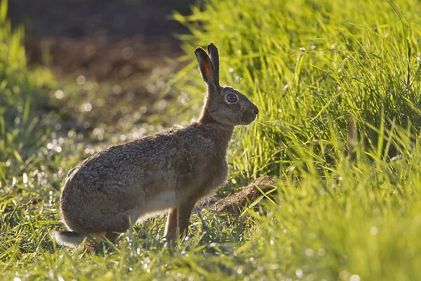 Brown hare (Lepus europaeus) in an arable field, Scotland, UK, May 2010