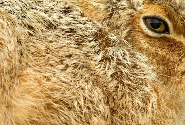 Framed Print : Brown Hare (Lepus europaeus) close-up of fur and eye. Derbyshire, UK, March Framed Print : Brown Hare (Lepus europaeus) close-up of fur and eye. Derbyshire, UK, March