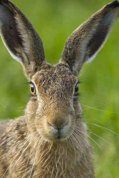 Brown hare (Lepus europaeus) close-up portrait of adult, Scotland, UK. August