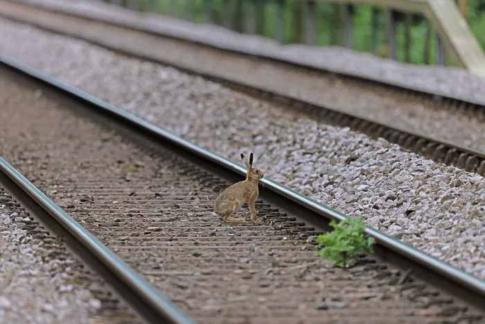 Framed Print : Brown hare (Lepus europaeus) crossing railway tracks, Norfolk, England, UK. July