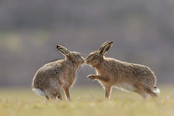 Brown hare, (Lepus europaeus), male and female displaying courting behaviour, Islay, Scotland, UK. March