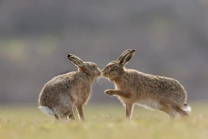 Framed Print : Brown hare, (Lepus europaeus), male and female displaying courting behaviour, Islay, Scotland, UK. March Framed Print : Brown hare, (Lepus europaeus), male and female displaying courting behaviour, Islay, Scotland, UK. March