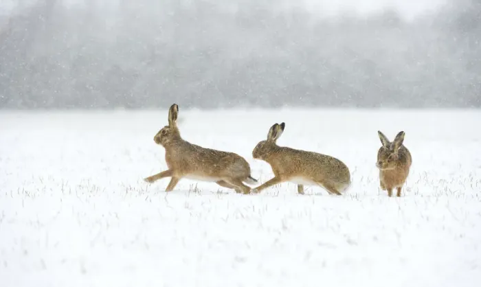 Framed Print : Brown hare (Lepus europaeus) two males chasing female in snow covered field during a blizzard Framed Print : Brown hare (Lepus europaeus) two males chasing female in snow covered field during a blizzard