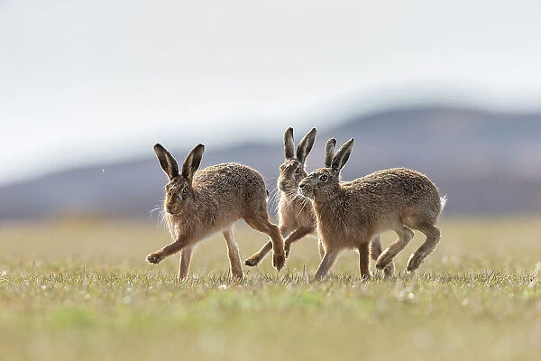 Brown hare, (Lepus europaeus), males in pursuit of female that is in season, Islay, Scotland, UK. March