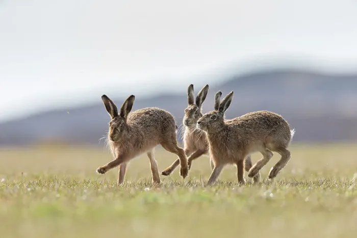 Framed Print : Brown hare, (Lepus europaeus), males in pursuit of female that is in season, Islay, Scotland, UK. March Framed Print : Brown hare, (Lepus europaeus), males in pursuit of female that is in season, Islay, Scotland, UK. March