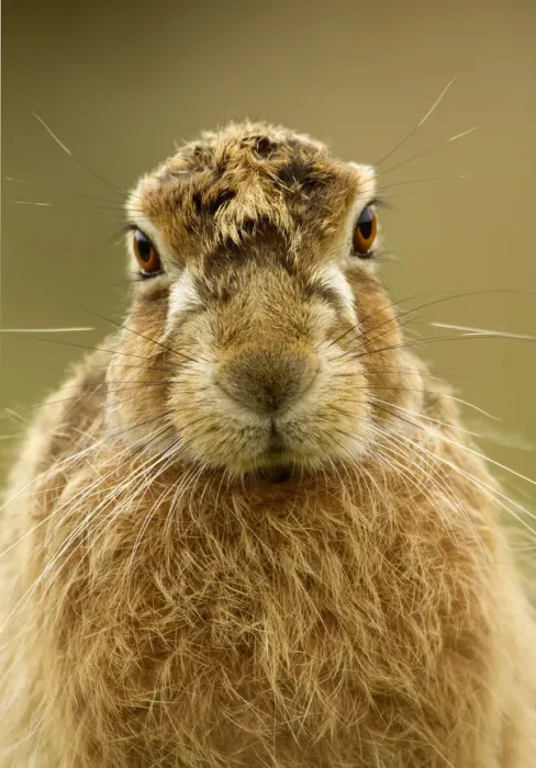 Framed Print : Brown Hare (Lepus europaeus) portrait. Derbyshire, UK, March Framed Print : Brown Hare (Lepus europaeus) portrait. Derbyshire, UK, March