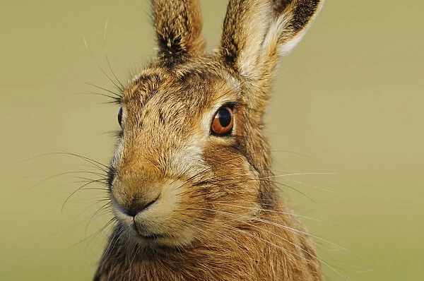 Brown Hare (Lepus europaeus) portrait gazing alertly. Perthshire, Scotland, June