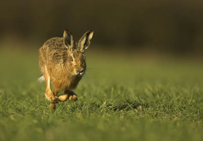 Framed Print : Brown Hare (Lepus europaeus) running. Derbyshire, UK, March Framed Print : Brown Hare (Lepus europaeus) running. Derbyshire, UK, March