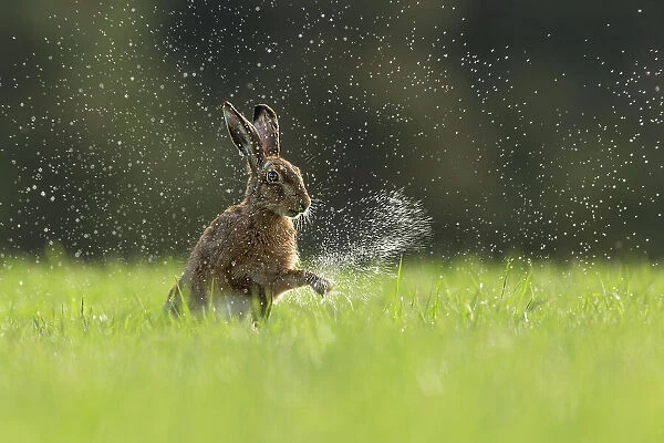 Brown Hare (Lepus europaeus) shaking water from front paws, Scotland, UK. May