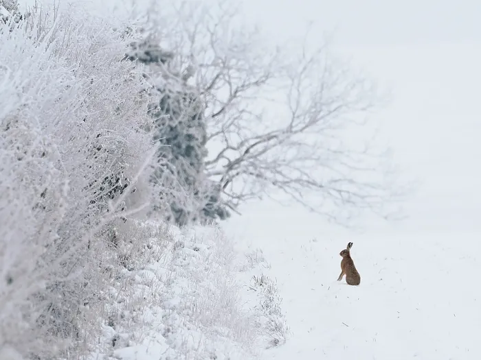 Framed Print : Brown hare (Lepus europaeus) sitting alert in snow, Hertfordshire, England, UK. December