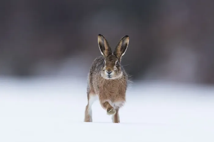 Framed Print : Brown hare (Lepus timidus) adult running across snow-covered field, Scotland, UK Framed Print : Brown hare (Lepus timidus) adult running across snow-covered field, Scotland, UK