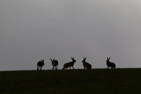 Five Brown hares (Lepus europaeus) silhouetted against the skyline, Hertfordshire