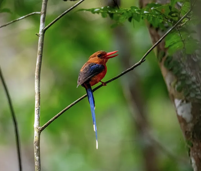 Framed Print : Brown-headed paradise kingfisher (Tanysiptera danae) perched on branch, Varirata National Park, Papua New Guinea