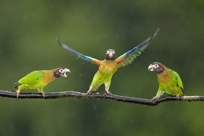 Framed Print : Three Brown-hooded Parrots (Pyrilia haematotis) one taking off from branch, in Framed Print : Three Brown-hooded Parrots (Pyrilia haematotis) one taking off from branch, in