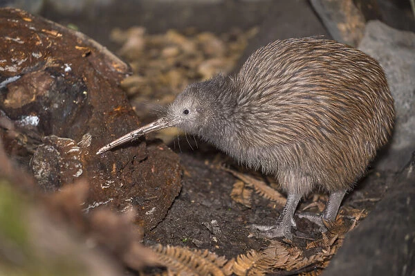 Brown kiwi (Apteryx mantelli) in nocturnal kiwi house with reversed daylight cycle